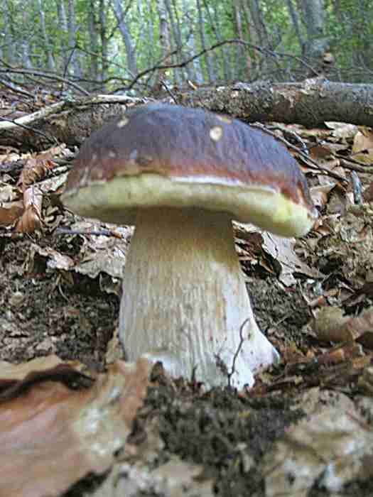  Image name: 289 Porcino.jpg 
 width: 525 pixel 
 height: 700 pixel 
 Size: 30517 bytes 
 Click to enlarge 